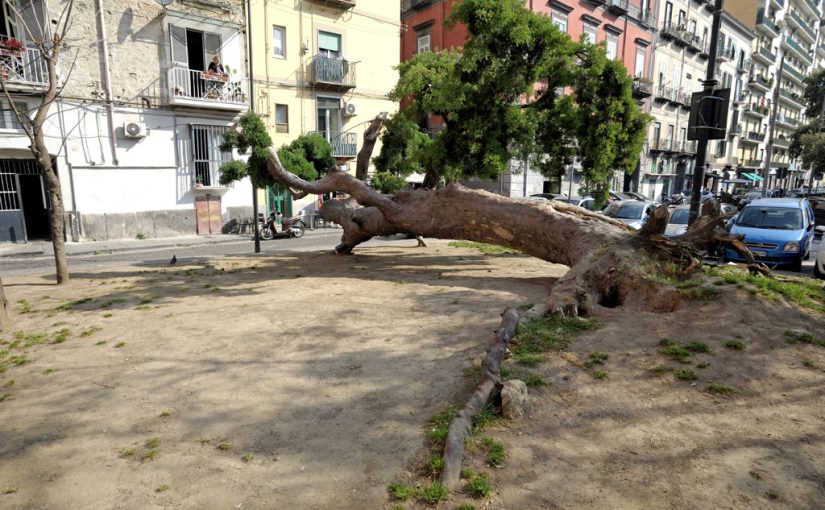 ALBERI NELLA CITTÀ – Il Podocarpo sdraiato di piazza Cavour